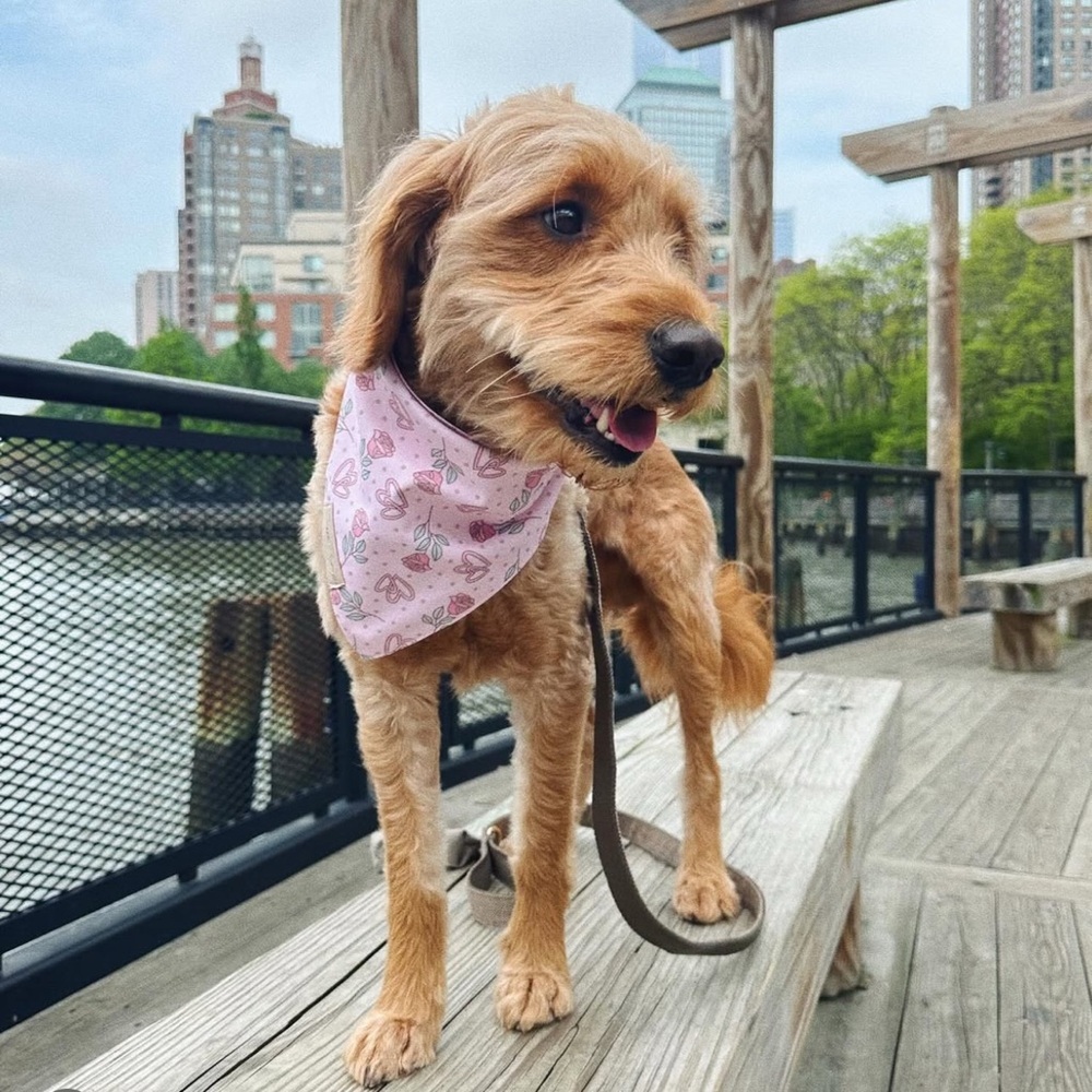 Handmade Dog Bandana – Mother’s Day Edition - Picture 2 of 8
